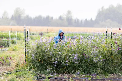 Teresa Shiraishi tends to her small organic flower and vegetable farm in Sequim, Washington on July 24, 2023. Siraishi is a Clinical Social Work/Therapist with a focus on racial identity and trauma, among other things. She also has a background in social justice organizing. For the past few years she and her husband have turned some of their focus to organic farming.